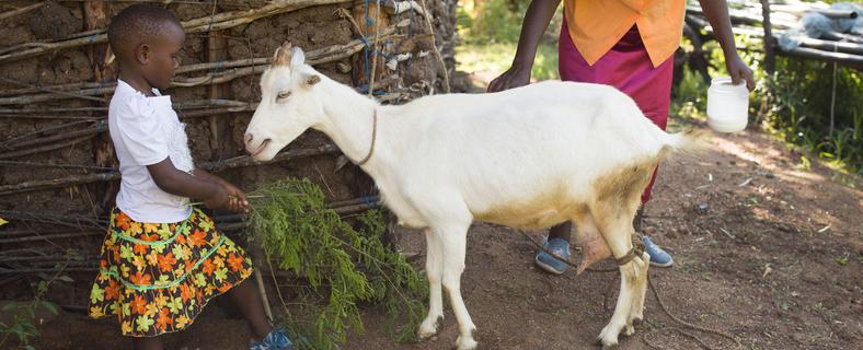 Spenden statt schenken: Eine Ziege aus dem Spendenshop