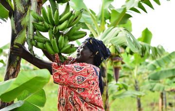 Frau erntet Bananen von einem Baum
