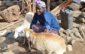 Äthiopien: Schafzucht als Ergänzung zum Ackerbau