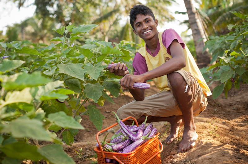 Ein junger Mann erntet Gemüse in Sri Lanka